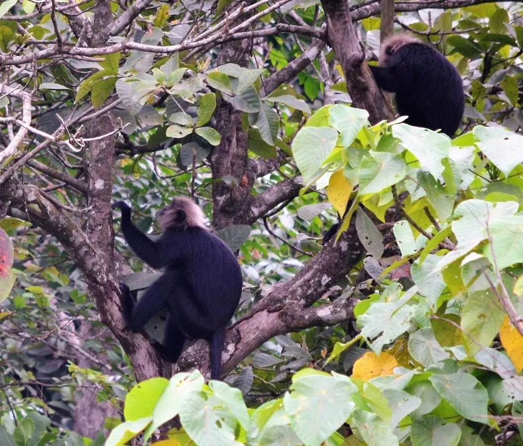 Отель Abad Brookside Wayanad Витхири Индия